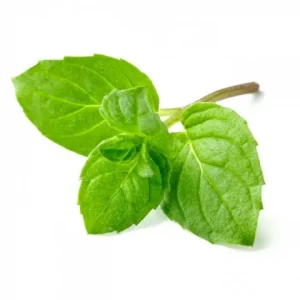 MENTA - BANDEJA