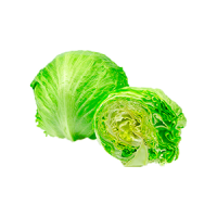 lechuga-escarola-2