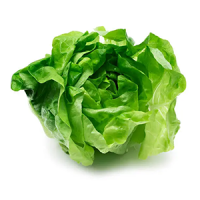 lechuga-espanola