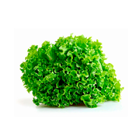 lechuga-marina
